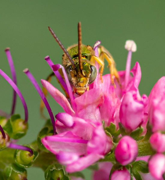 Coming Face to Face With Brown-Winged Sweat Bee