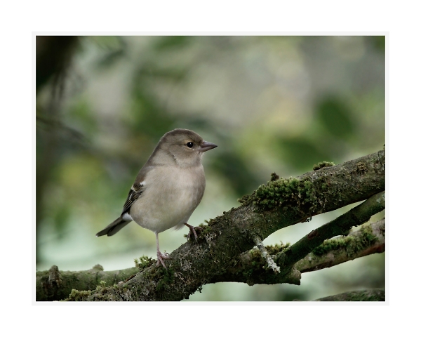female chaffinch