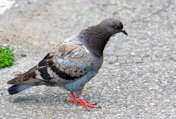Fine Feathered Friend