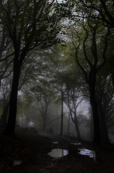 Fogged Lane