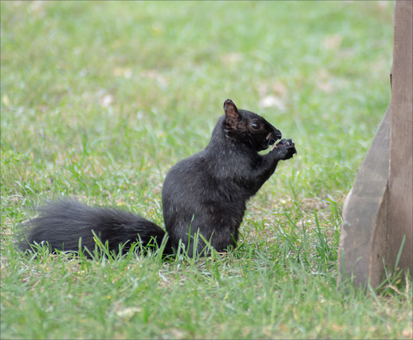 Grey Squirrel With Nut