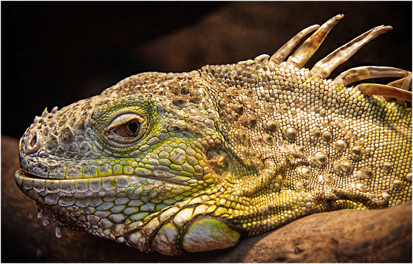 Lizard