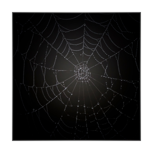 Spider at work