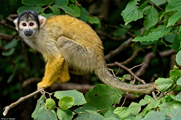 Squirrel Monkey