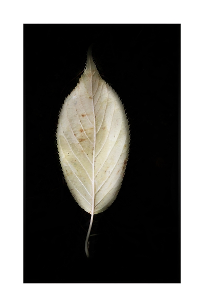 the Leaf