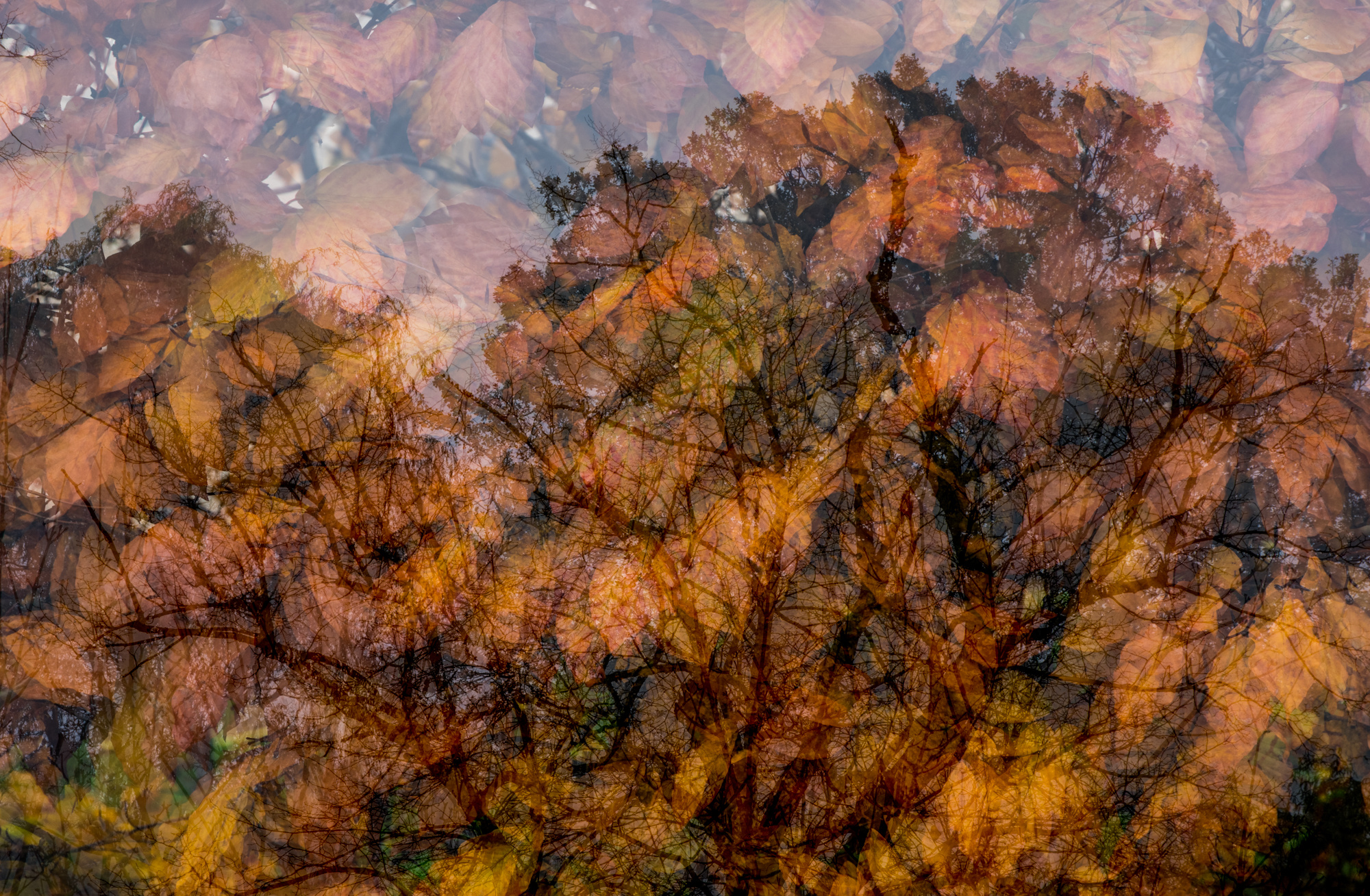 All the Leaves are Brown