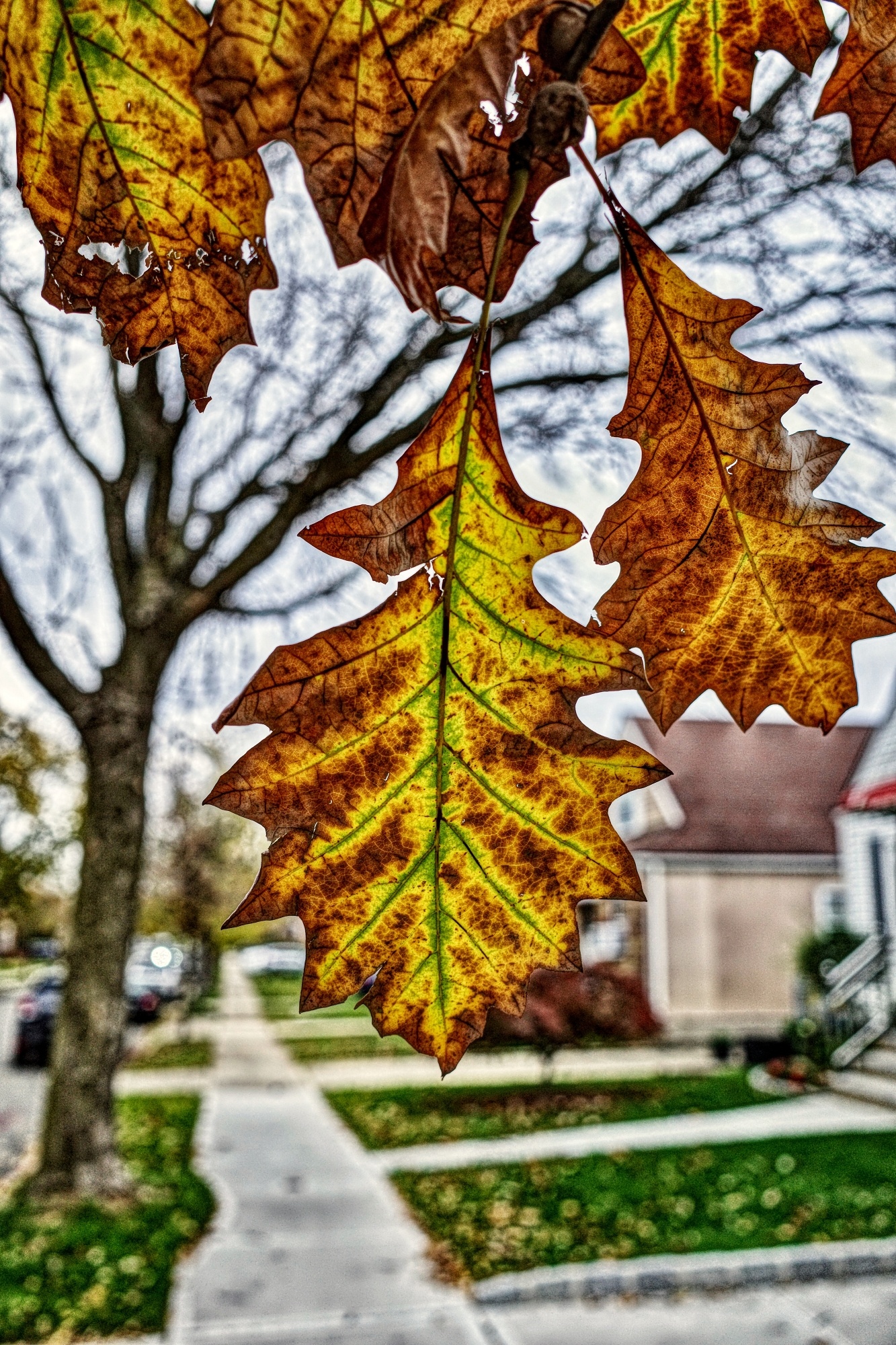 Last few Autumn leaves
