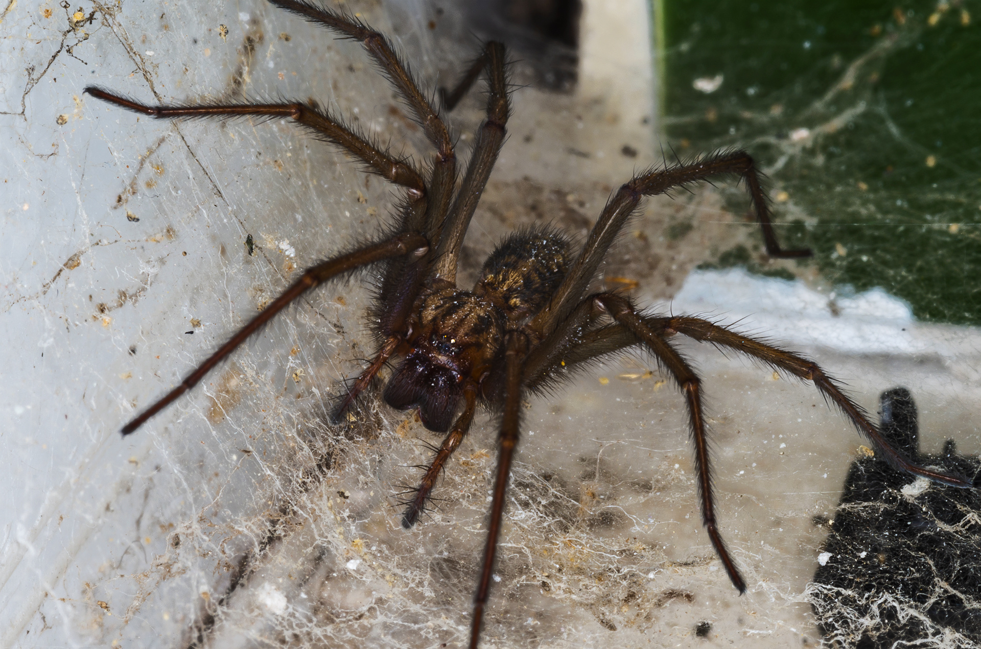 The monster in my kitchen!
