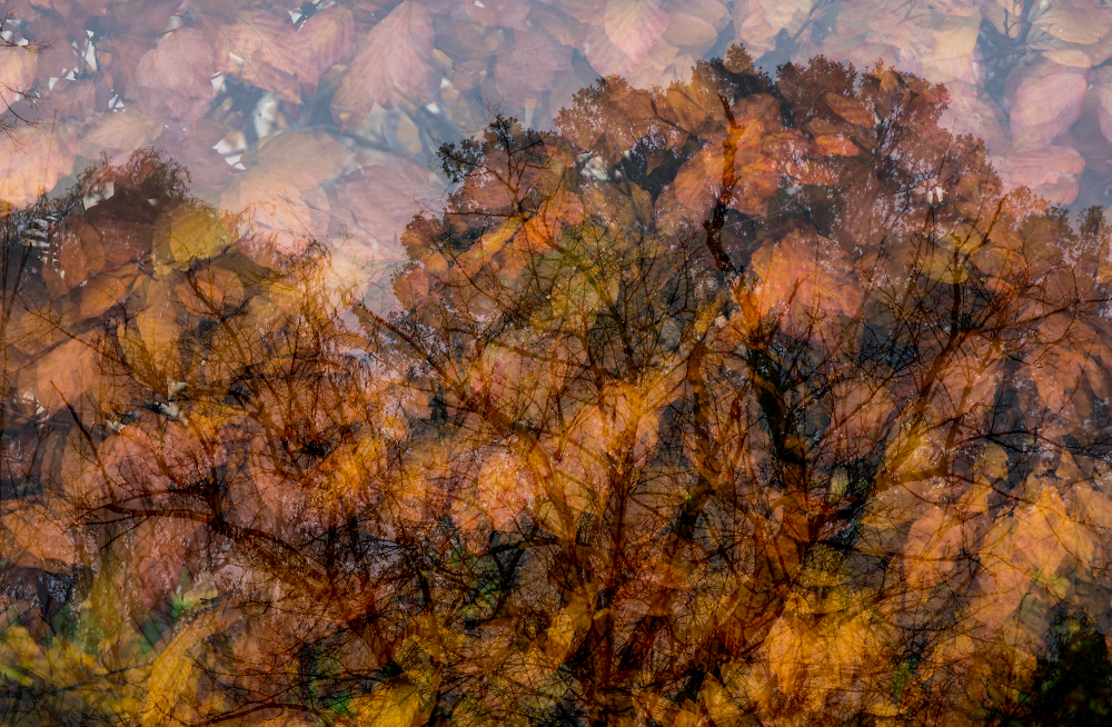 All the Leaves are Brown