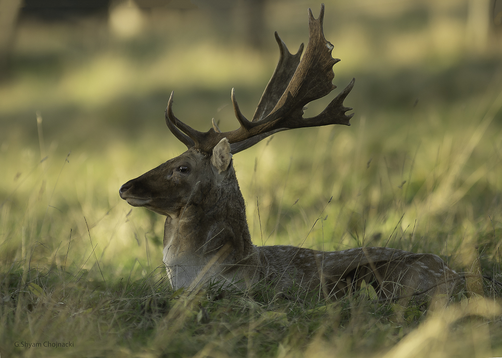 European fallow deer II