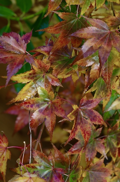 Acer colours