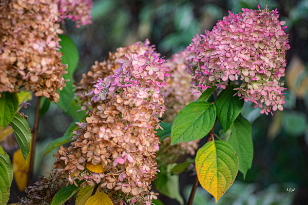 Autumn colors  - Couleurs d'automne