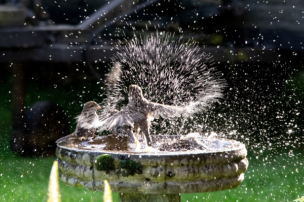 Birds Bathing