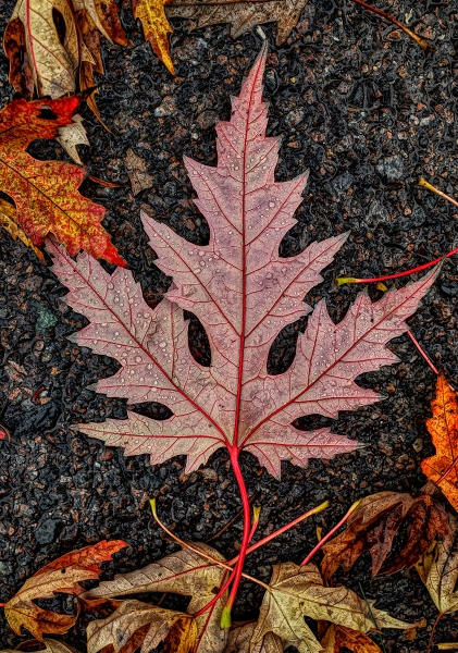 Closeup of fallen leave