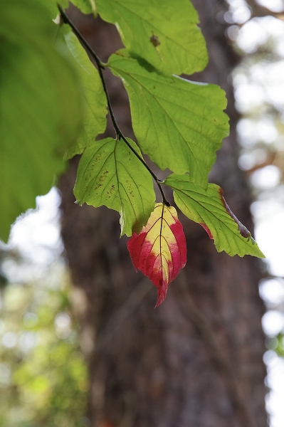 Lonely leaf.