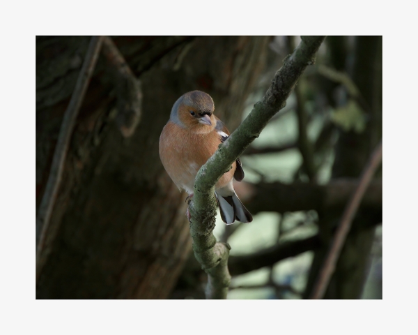 Male Chaffinch