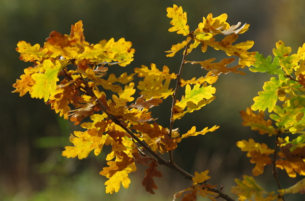 Oak Leaves in November