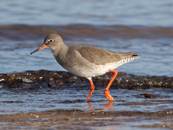 Redshank