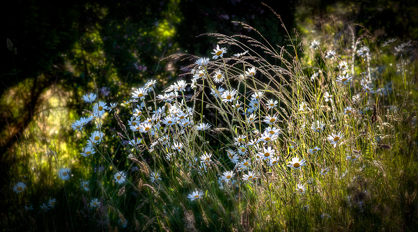 Reminders Of Summer