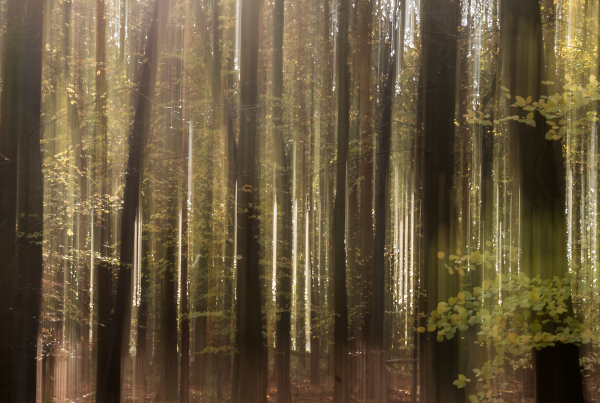 Still in the Woods this time an ICM