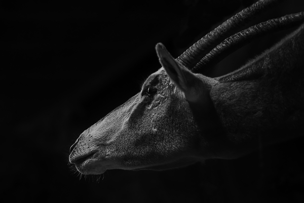 The Arabian oryx (Oryx leucoryx)