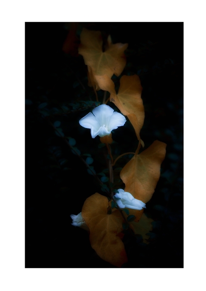 The Flower