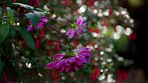 The other Dahlia pic I took that day.
