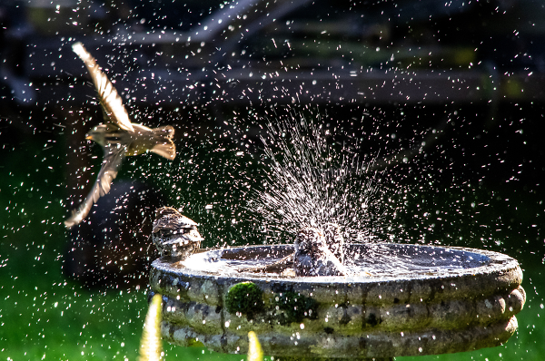 The Splashing Sparrows