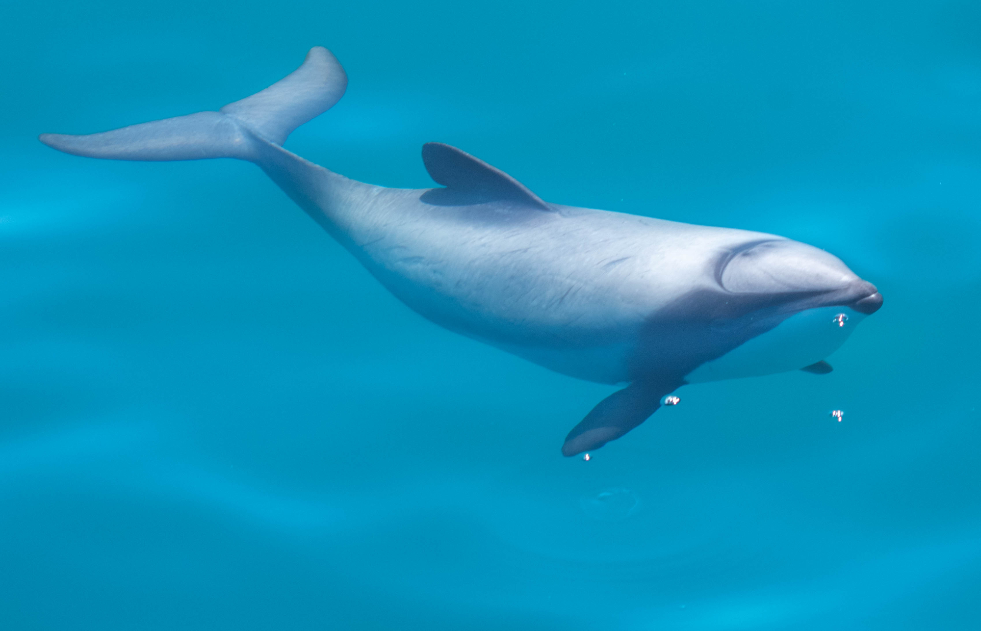 Hectors Dolphin