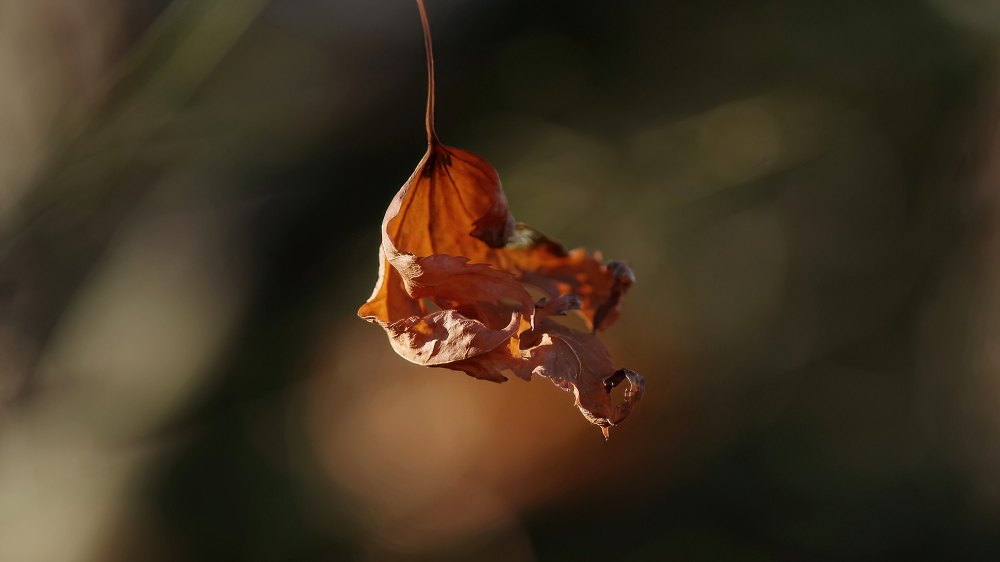 The last shrivelled acer leaf ....