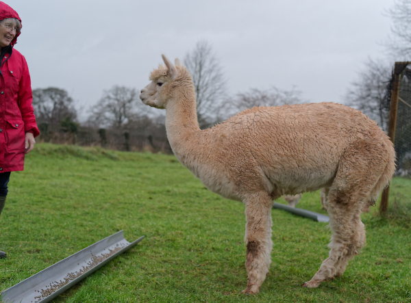 Alpaca stand off