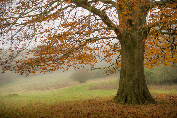 As Autumn-ends.
