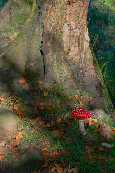 Autumn Toadstool.