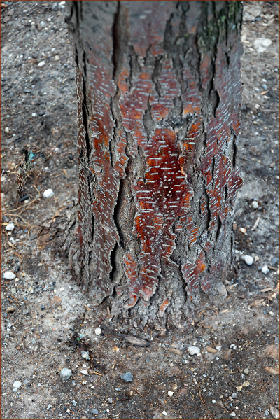 Bark, but Not as in Doggie.