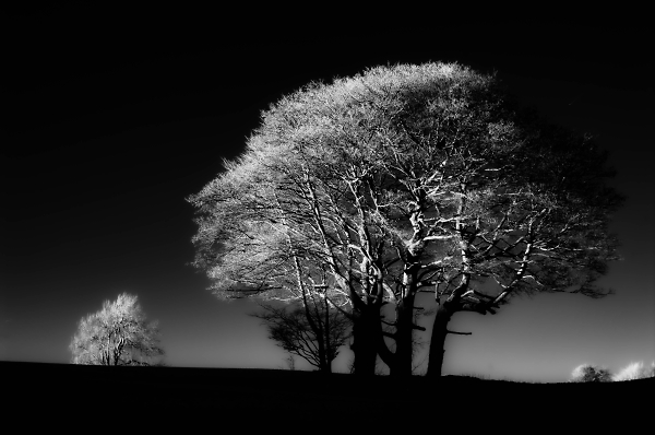 Basking in last light...