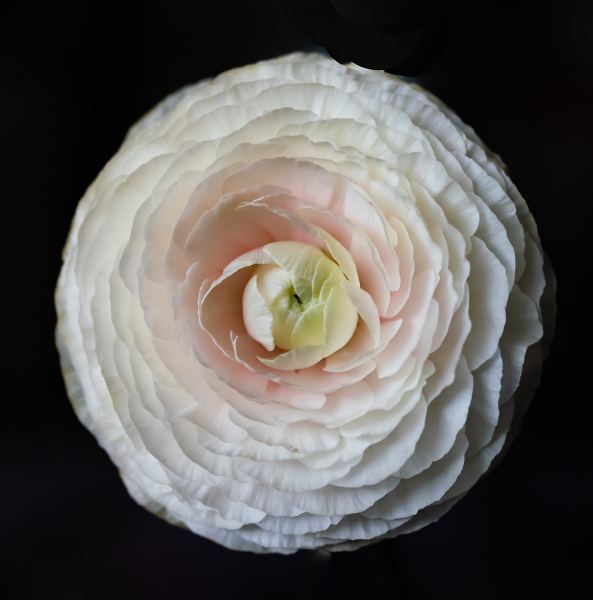 Behold the Incomparable Ranunculus