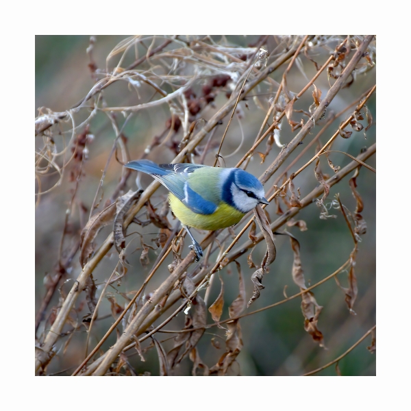 Blue tit