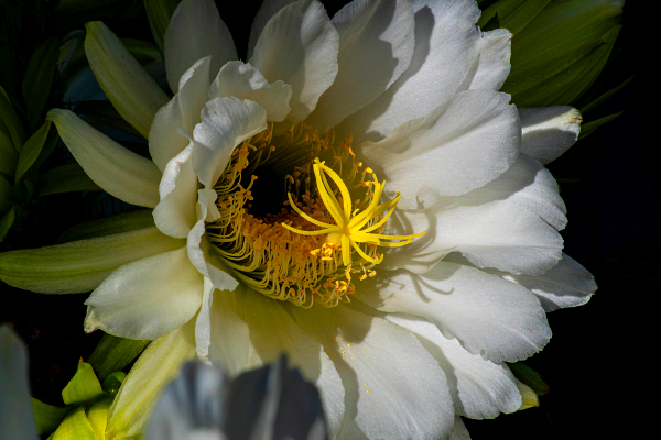 Cactus Flower