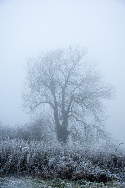 Frosty Foggy Morning