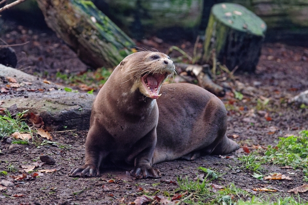 Giant River Otter