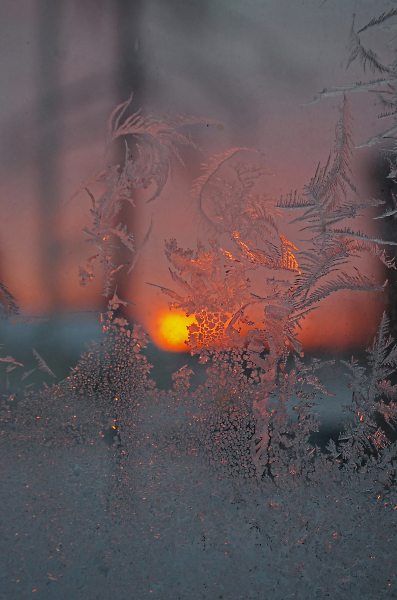 Ice flowers at sunset