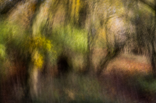 Into the Wild Wood