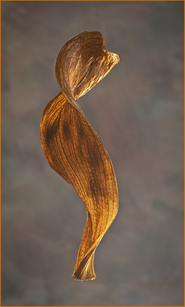 Leaf