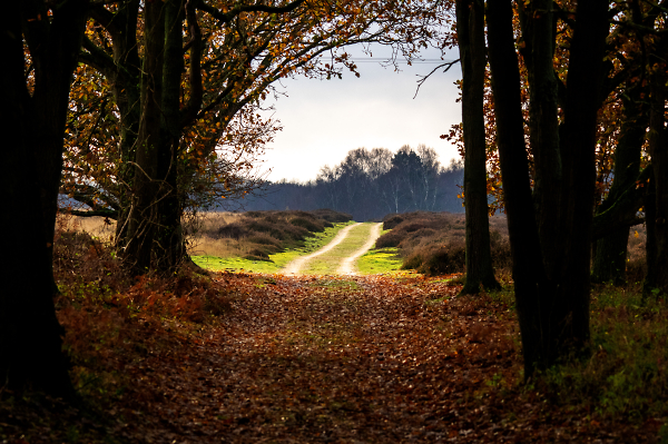 Out Into The Light