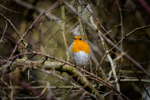 Red Red Robin