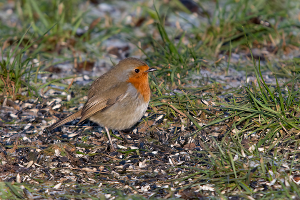 Seasonal Bird