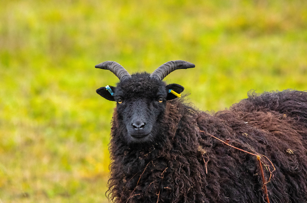 Shaggy Sheep