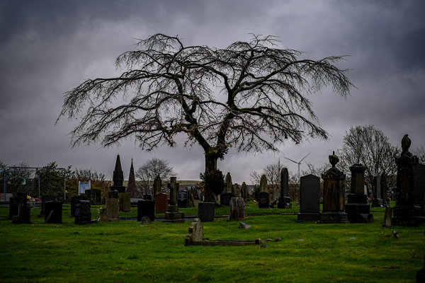 The Tree