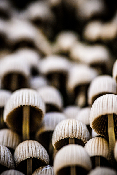 Wild Bubble Hats