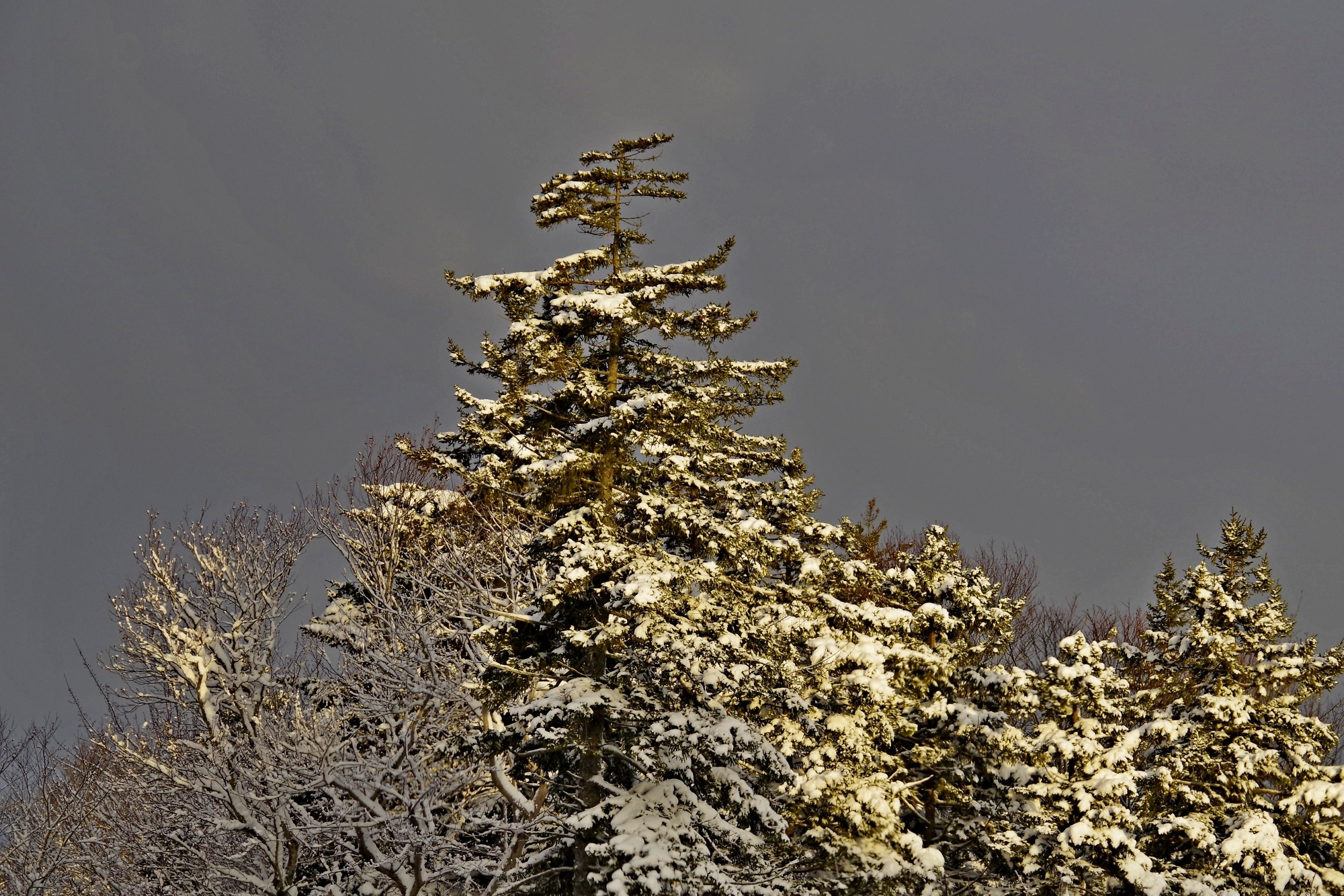 Snow on Trees